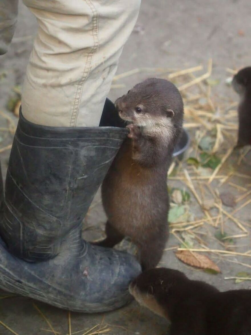 Small otter standing next to a black rubber boot in funny out-of-context pics.