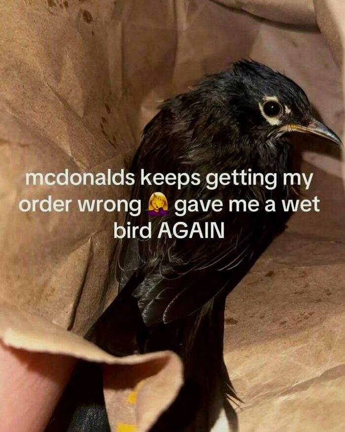 Hilarious pics of a wet bird inside a paper fast food bag with funny text on top