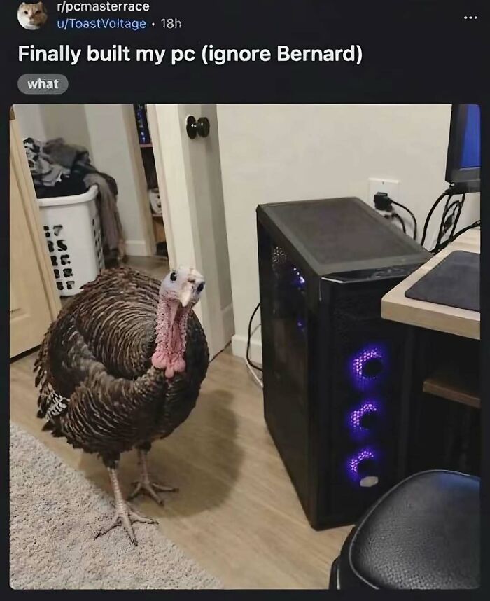 Hilarious animal memes of a large turkey standing next to a newly built gaming PC.