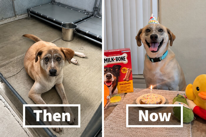 Before and after comparison of a scared rescue dog in a shelter and smiling at a birthday celebration.