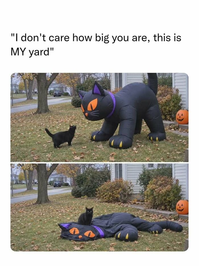 A real black cat standing next to a deflated inflatable black cat halloween decoration in memes to friends.