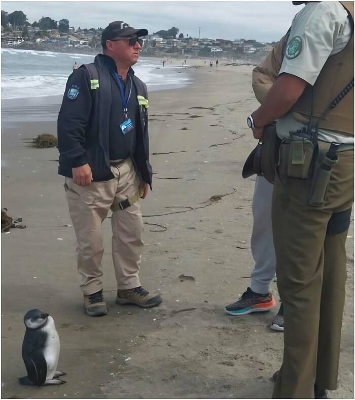 Hilarious pics of beach security officers standing on the sand conversing near a tiny penguin looking at them.