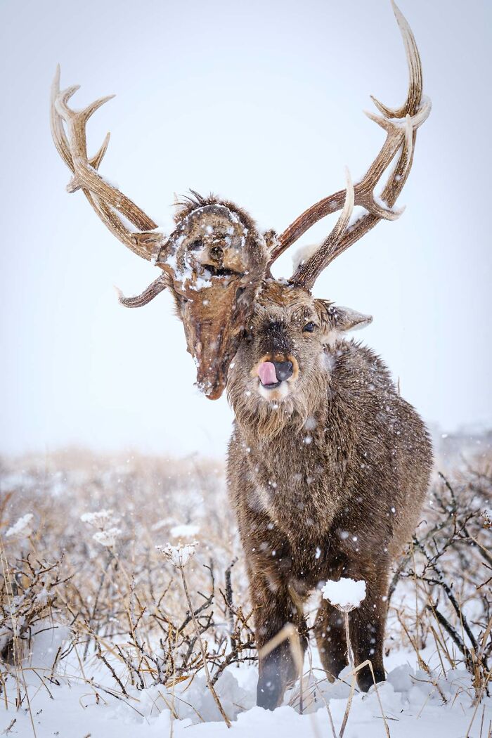 Wildlife photo of a deer standing in snow with another deer skull tangled in its antlers