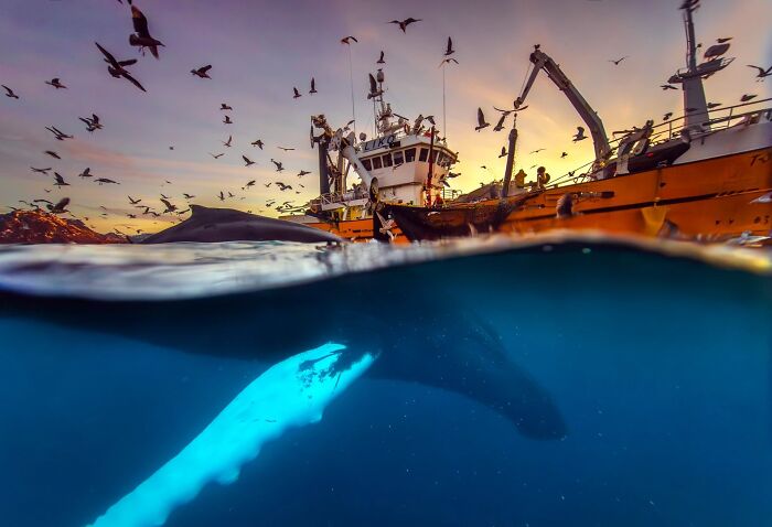 Humpback whale underwater next to a fishing boat for Ournature Environmental Photo Awards 2026