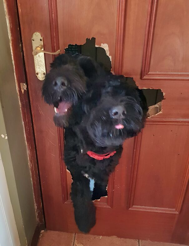Door-dogs-6ad7434f9b768.jpg
