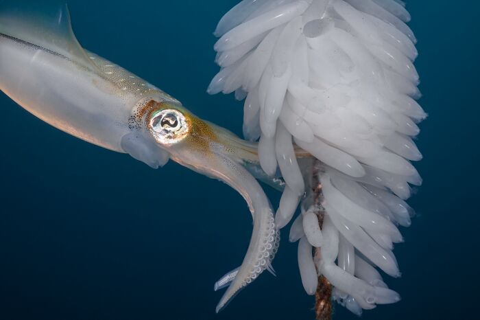 Wildlife photo of squid near cluster of white eggs underwater