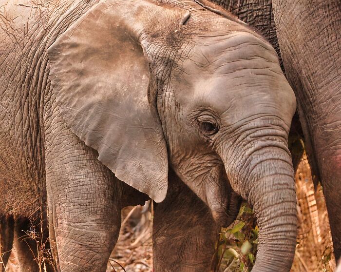 Close-up of a baby elephant head highlighting interesting elephant facts.