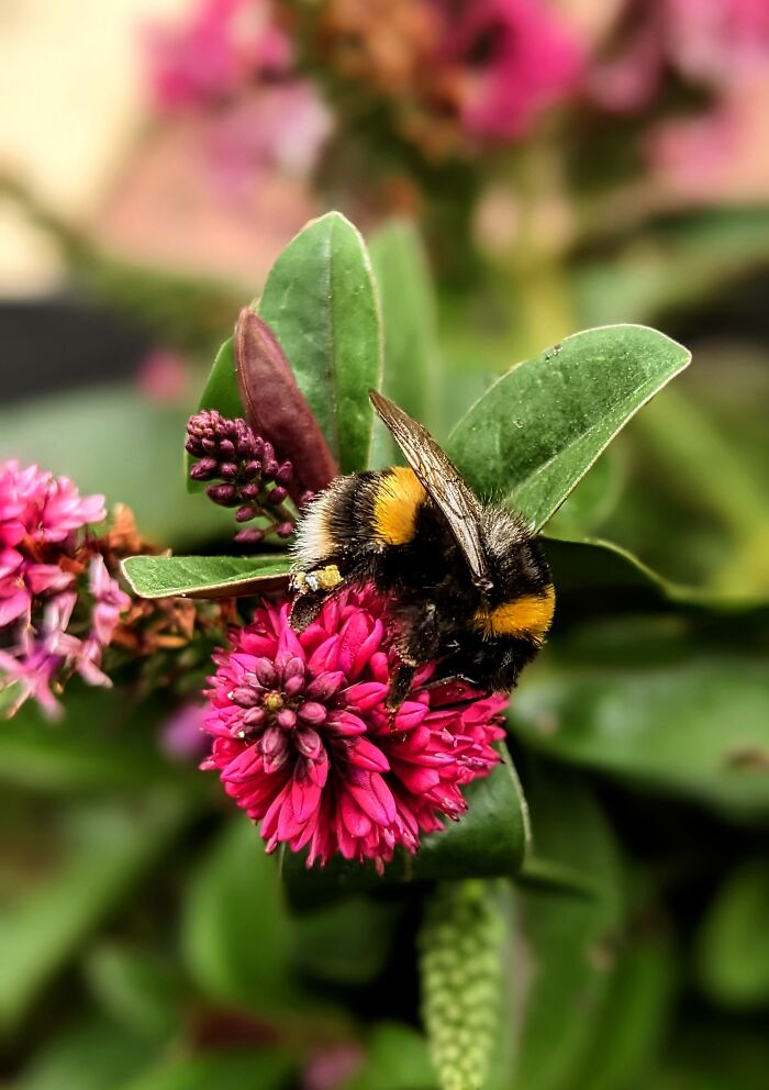 A fluffy bumblebee collecting pollen from a bright pink flower, showing how insects share space with gentle giants.