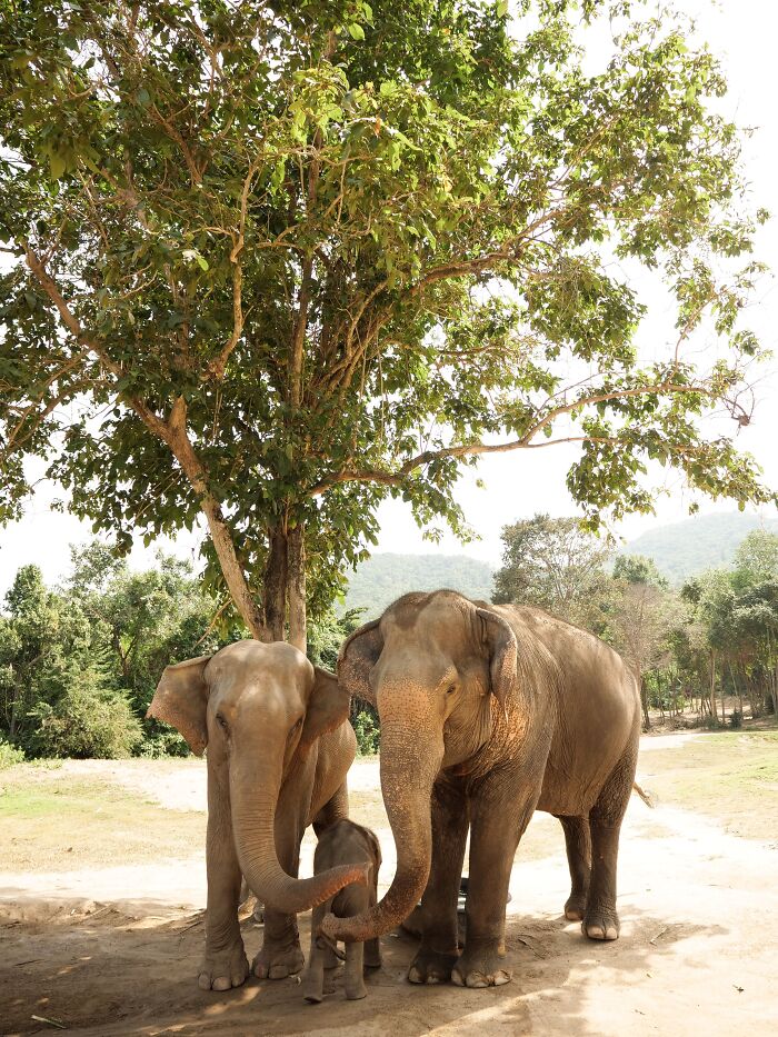 A family of gentle giants standing under the shade of a large tree, showcasing endearing elephant facts.