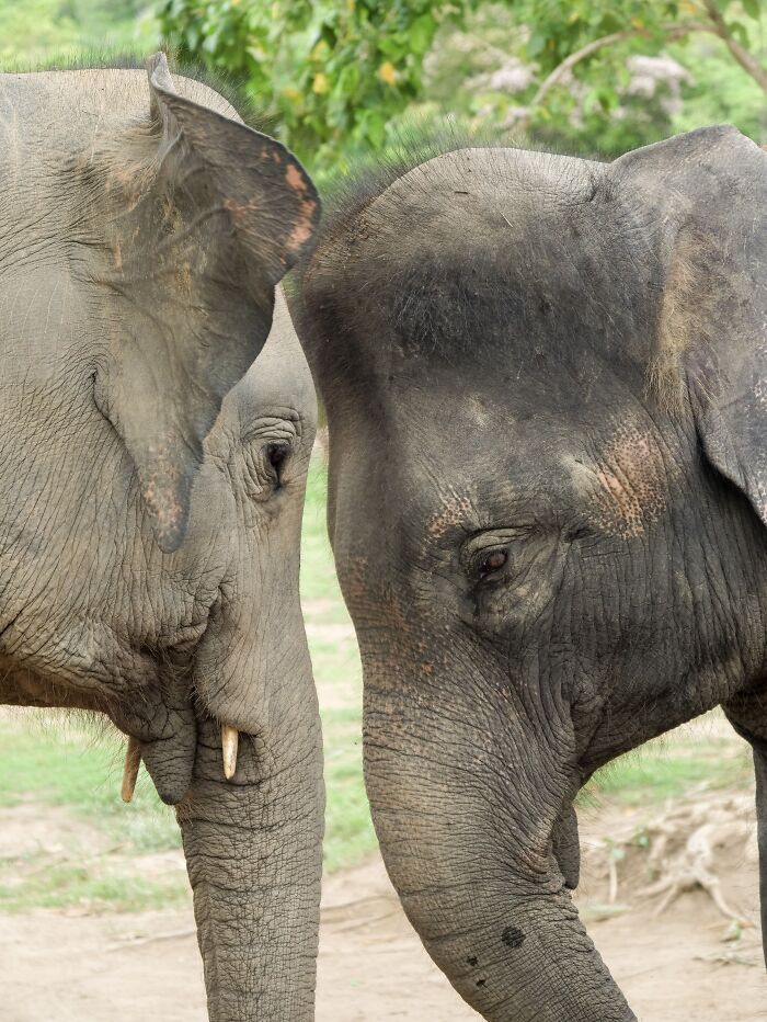 Two Asian gentle giants touching heads in an intimate display, depicting fascinating elephant facts.