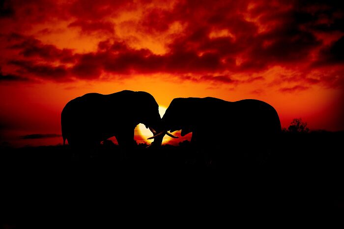 Silhouettes of two gentle giants face to face against a dramatic fiery red sunset.