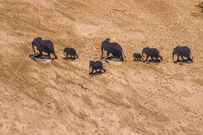 Aerial view of an elephant herd casting long shadows across sandy desert terrain in a wildlife photo