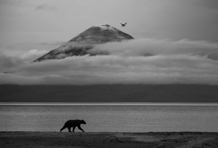 Black bear walking along lakeshore with mountain and mist wildlife photo