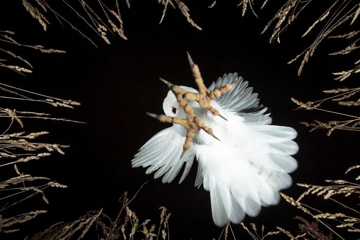 A bottom-up view of a white bird flying overhead, winning entry for the Environmental Photo Awards.