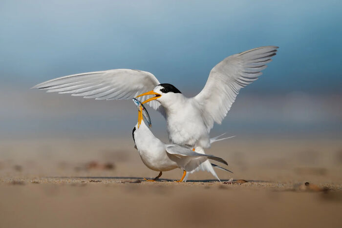 Portfolio Winner: Coastal Warriors By Samara Achermann