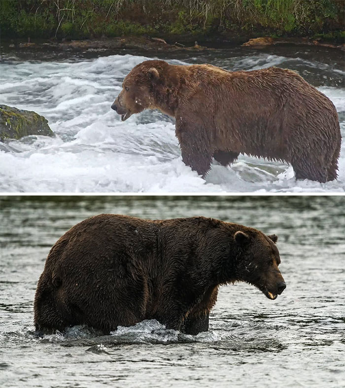 A comparison of two large brown bears standing in rushing river waters, perfect for Fat Bear Week.