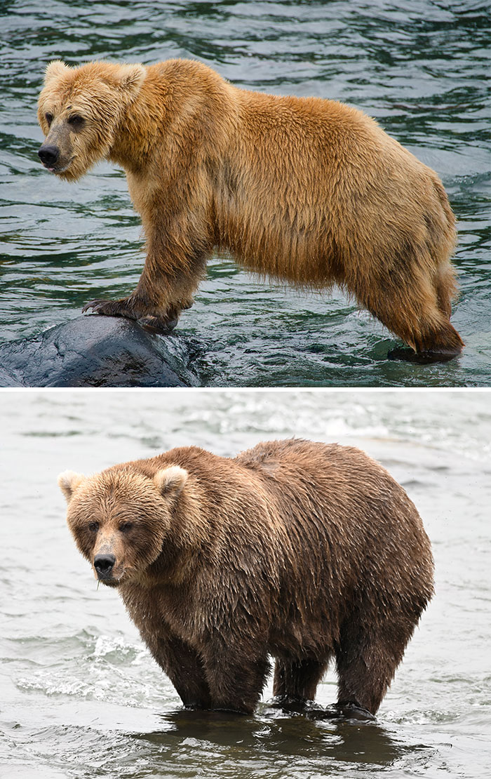 A side-by-side growth comparison of a fluffy brown bear preparing for Fat Bear Week 2026
