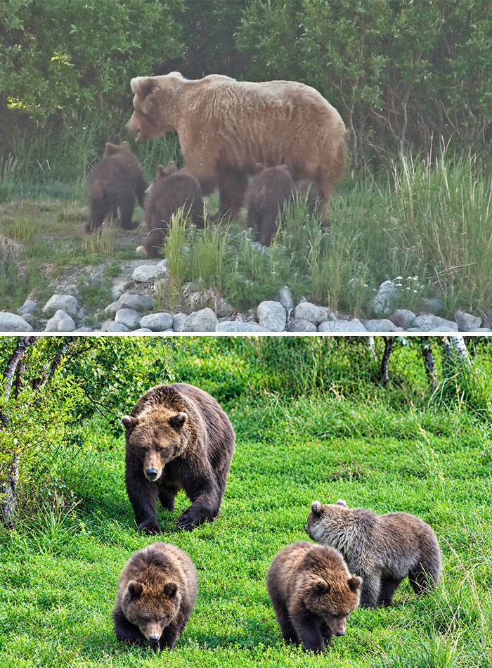 Mother brown bear with three cubs walking through green grass, a contender for Fat Bear Week 2026