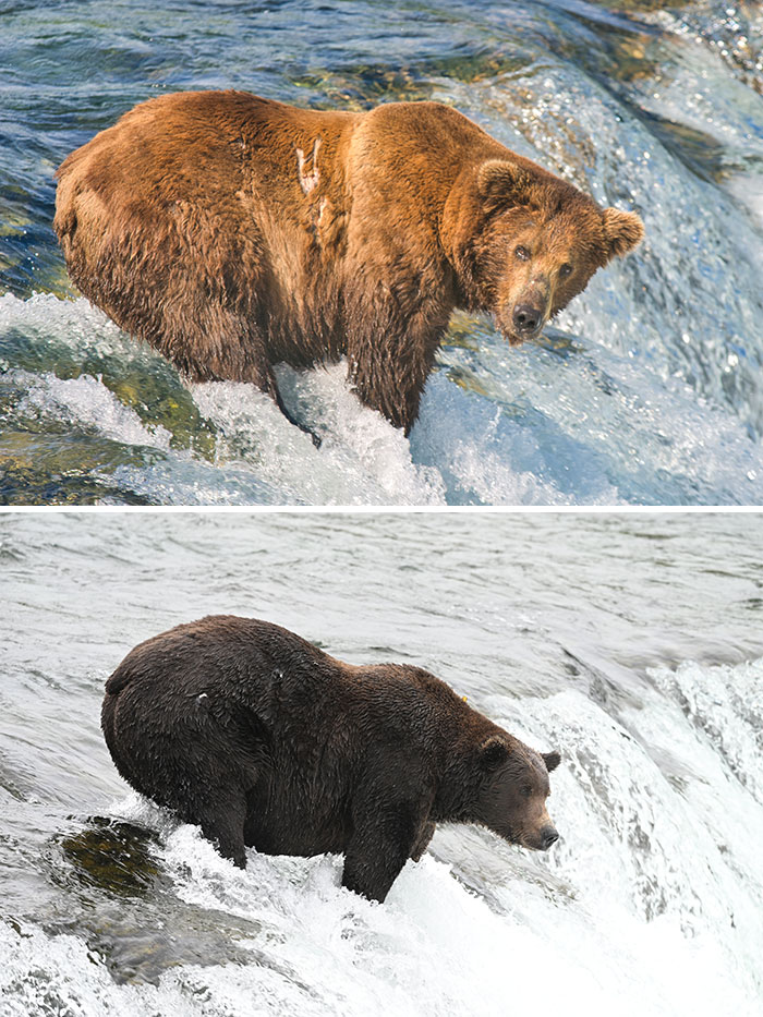 Comparison of a large brown bear fishing in rapids, highlighting a key Fat Bear Week 2026 contender