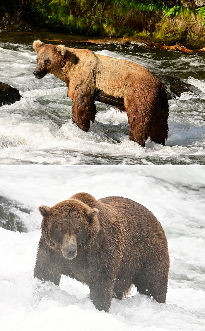 Side-by-side view of a massive grizzly bear wading in river rapids, a contender for Fat Bear Week 2026