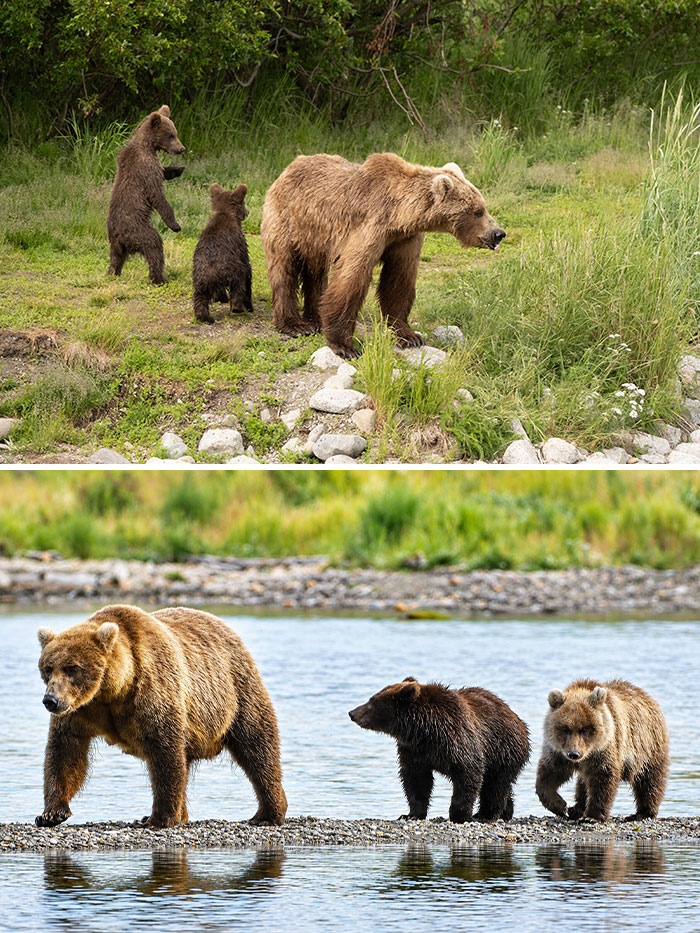 A brown bear mother and her cubs in the wild, showcasing potential contenders for Fat Bear Week.