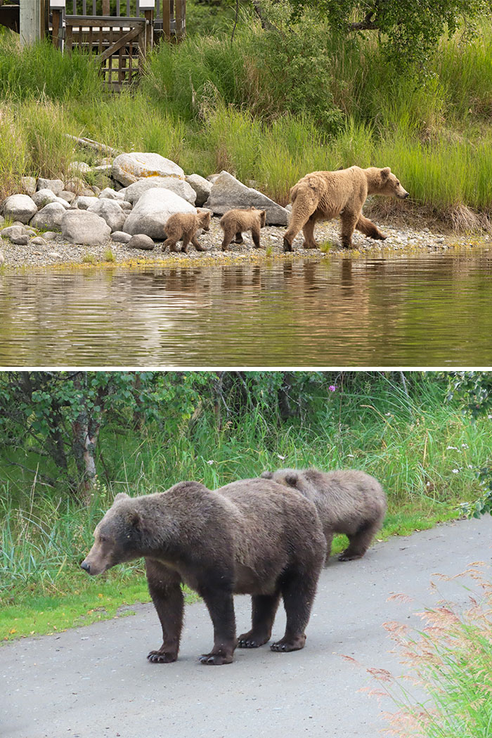 A mother brown bear with cubs walking by the water and another pair of bears on a paved path.
