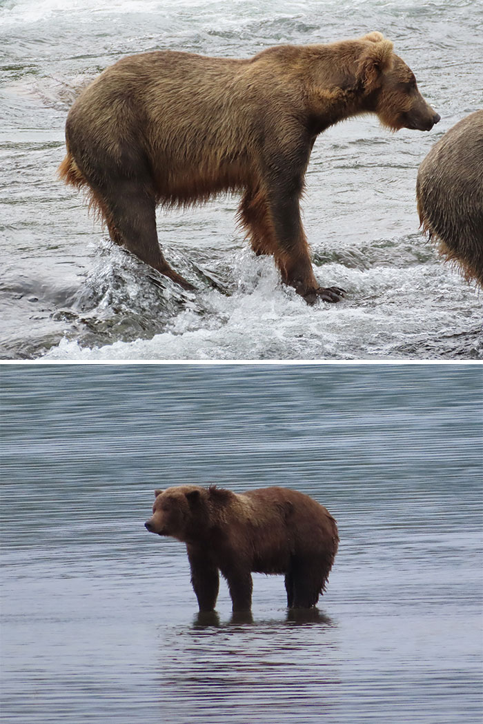 A split screen showing brown bears standing in flowing water, potential candidates for Fat Bear Week.