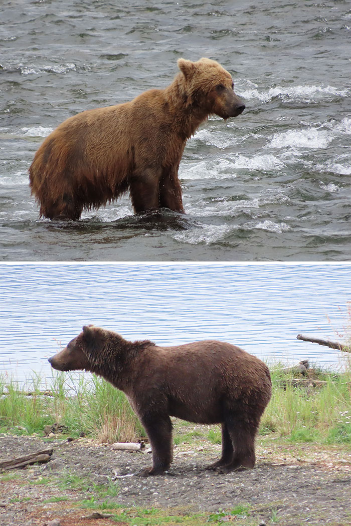 Two different brown bears wade in the shallow water, getting ready for the annual Fat Bear Week.