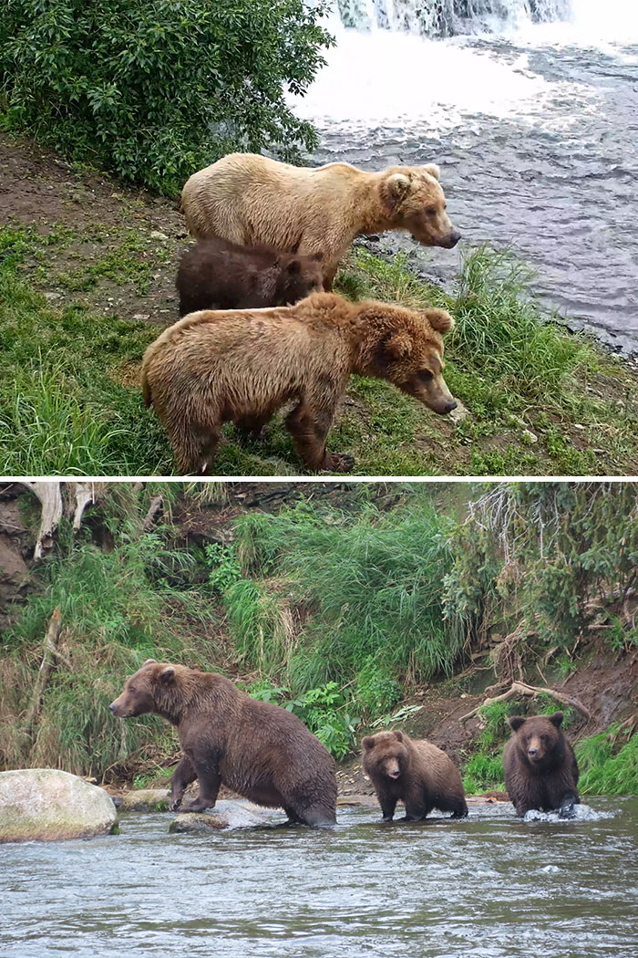 Split view of brown bear mothers with their small cubs near the water, preparing for Fat Bear Week.