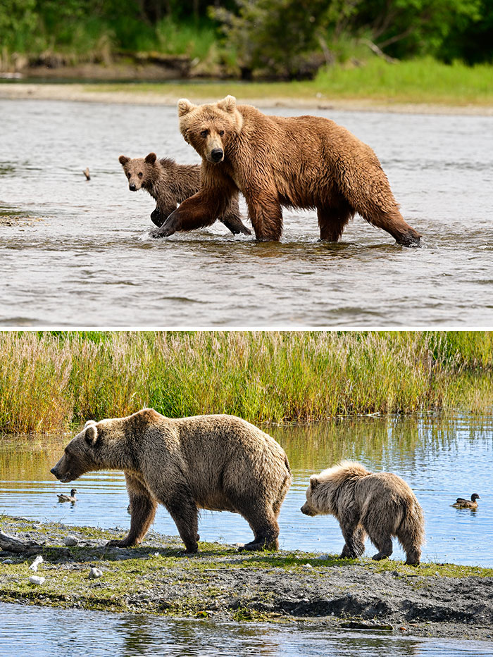Side-by-side images of mother brown bears walking along the water with their cubs for Fat Bear Week.
