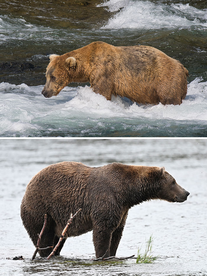 A split screen showing a brown bear fishing in the river and standing on the shore for Fat Bear Week.