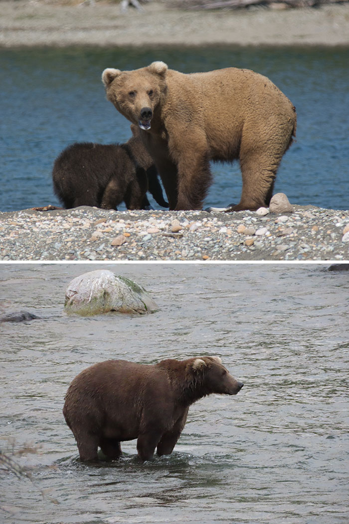 A brown bear with its cub near the water and another large brown bear wading, showcasing Fat Bear Week contenders.