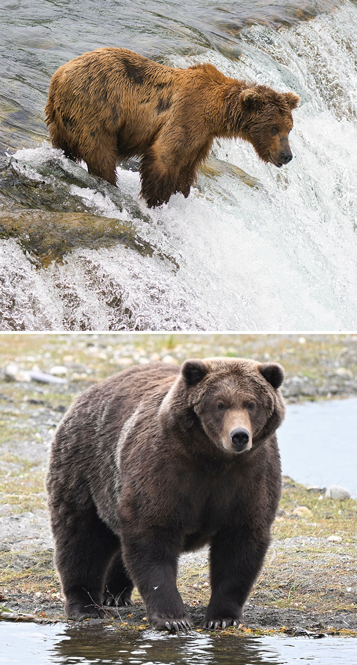A split view of a light brown bear perched on a waterfall and a very large, chunky brown bear standing on a gravel shore.