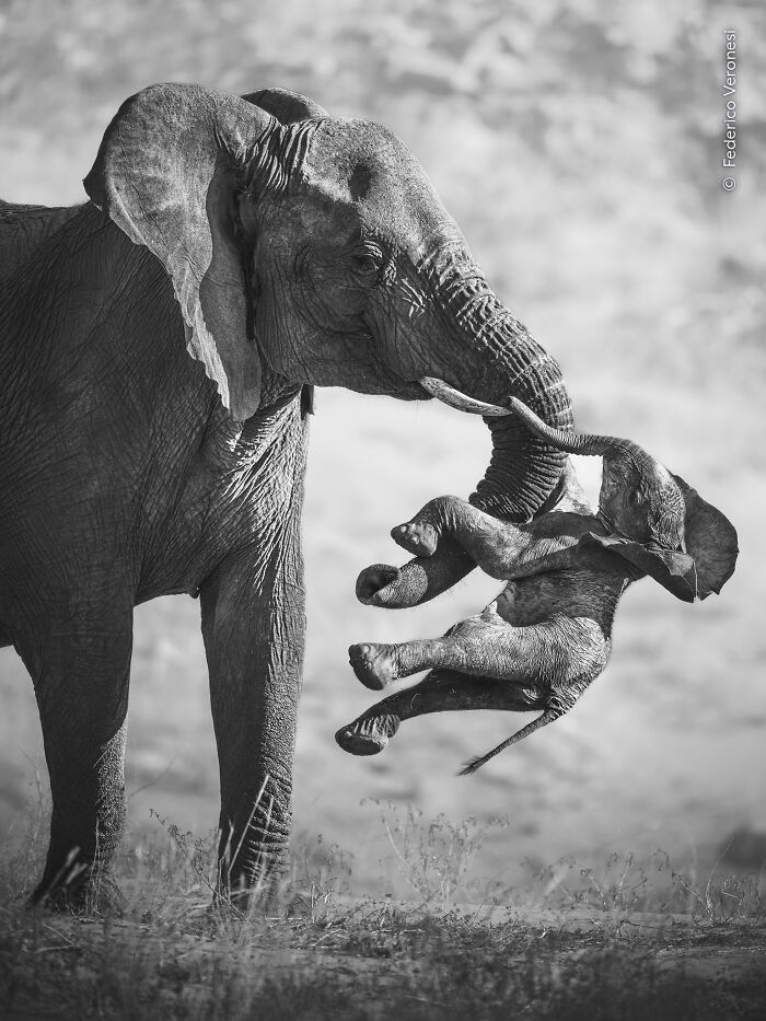 Black and white photo of elephant carrying calf by trunk wildlife photographer