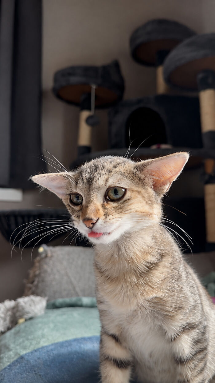 A close-up of Herbie showing off his unusual face with wide ears and tongue sticking out