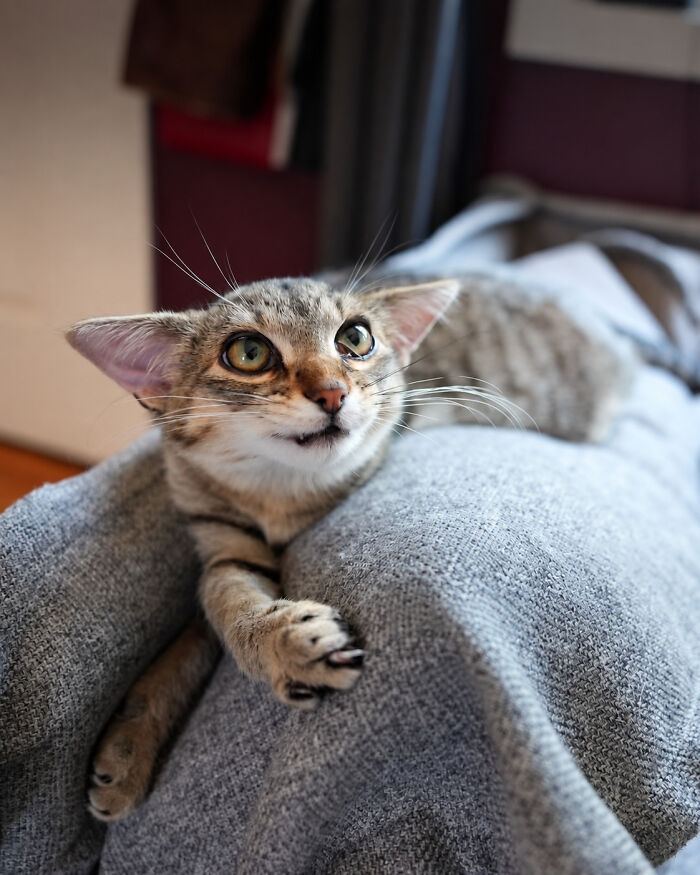 Herbie lying on a grey cushion, his unusual face showing big eyes and wide-set ears