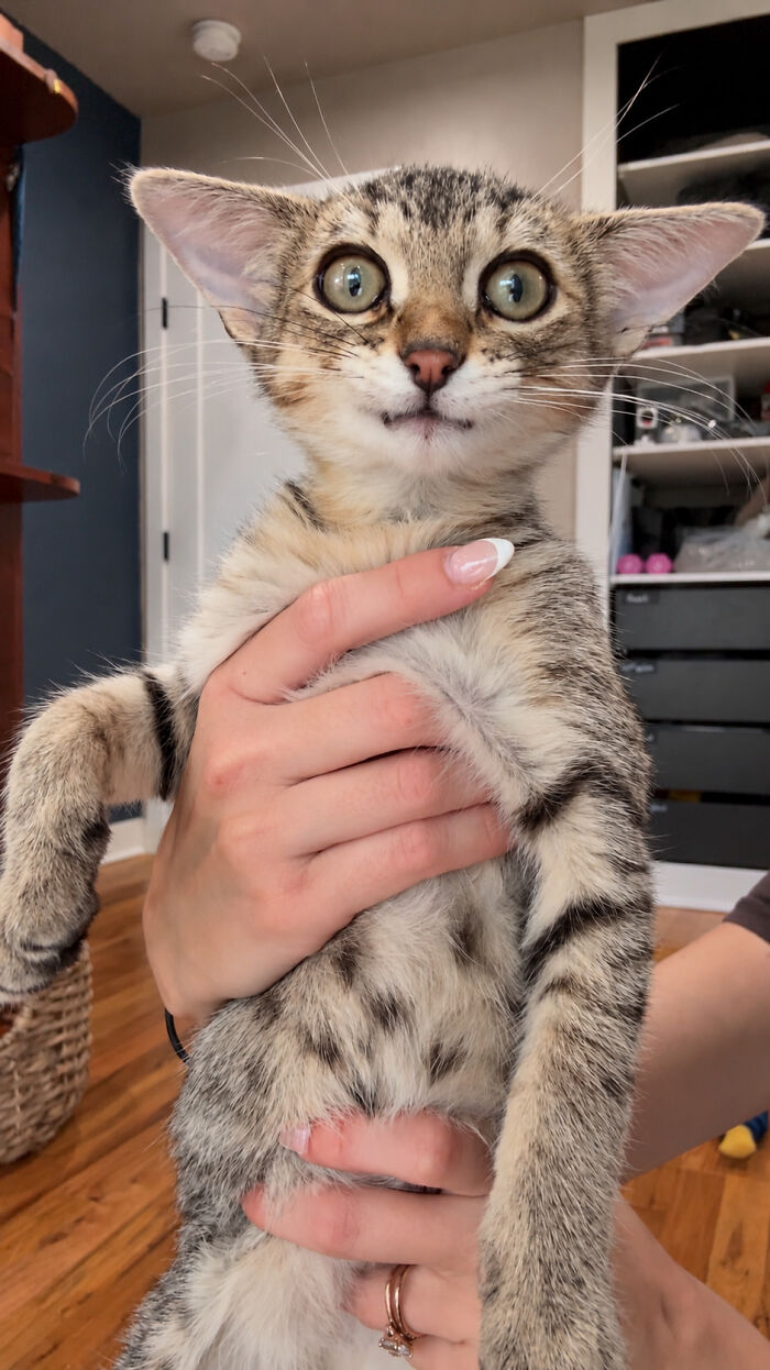 A person holding Herbie, showcasing his unique striped coat and unusual face with wide ears