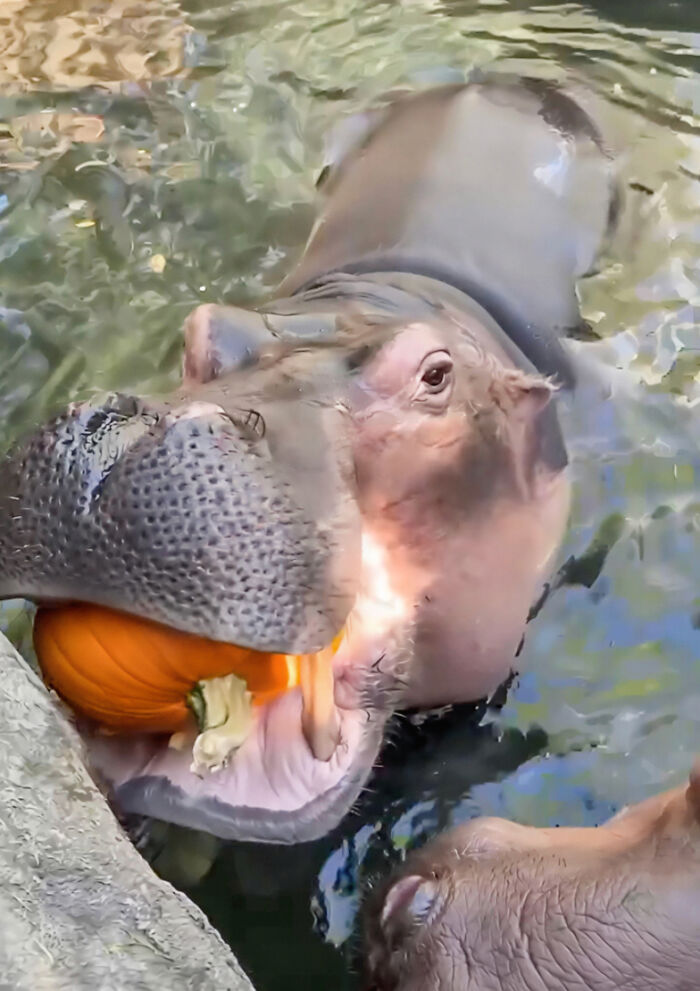 Fiona the hippo biting into a large orange pumpkin in the water during an early Halloween pumpkin feast