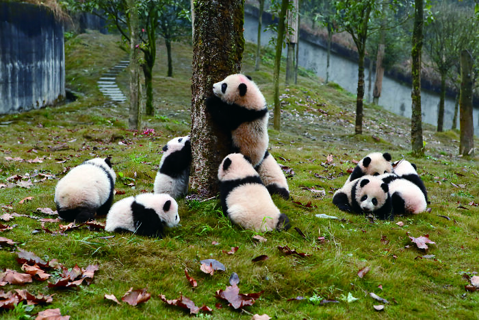 Group of giant panda cubs playing and climbing a tree outdoors