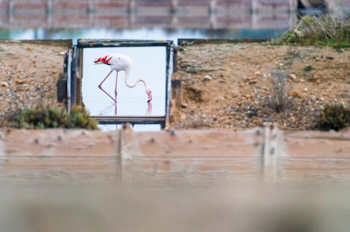 Wildlife photo of a pink flamingo drinking water framed inside a wooden window structure.