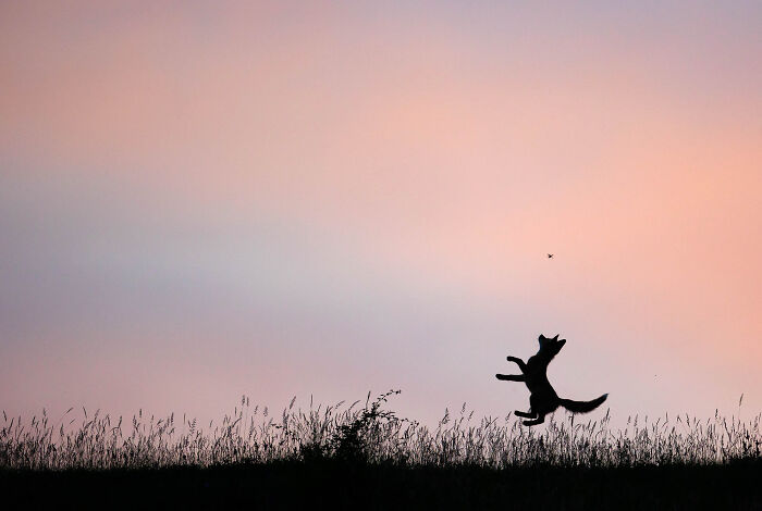 Silhouette of a fox jumping against a soft sunset sky, an elegant NPOTY photo.