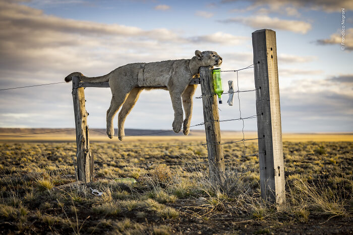 Mountain lion caught resting on fence in wildlife photographer contest