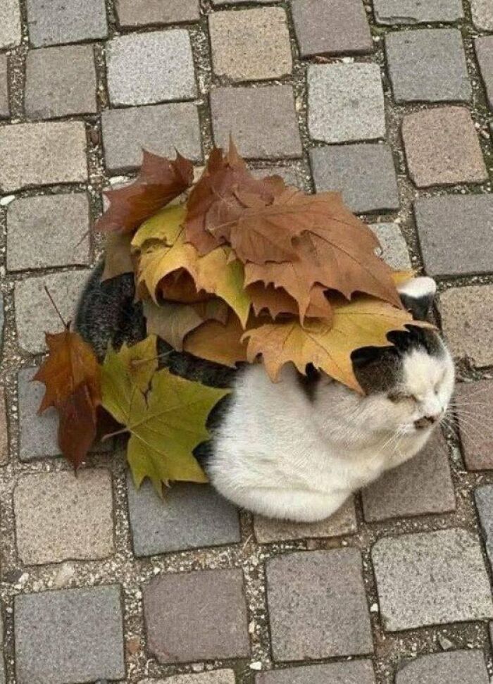 Camouflage.. 🤣