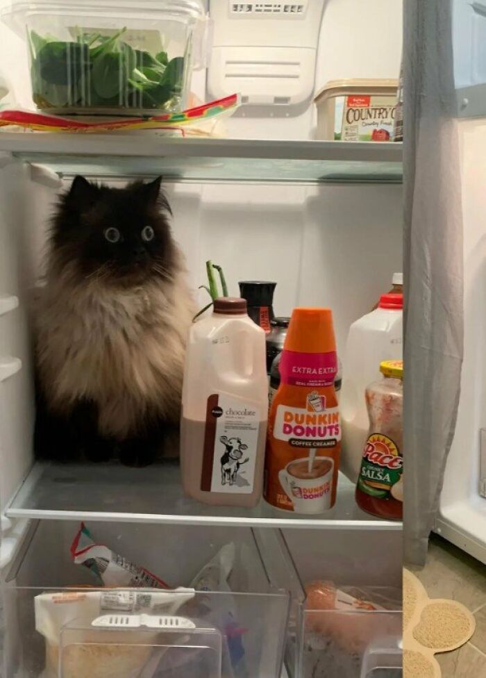 Sometimes Noodle Prefers To Have His Existential Crisis In The Fridge.. 🤣