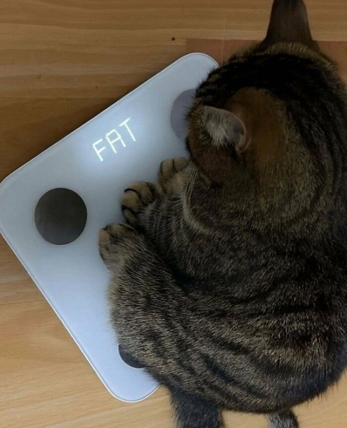 Fat.. 🤣