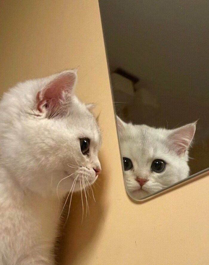 Cats And Mirrors.. 🔥