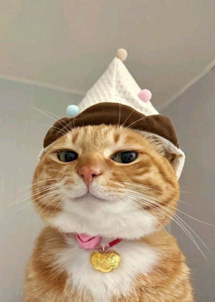 The Cutest Cat.. ❤️