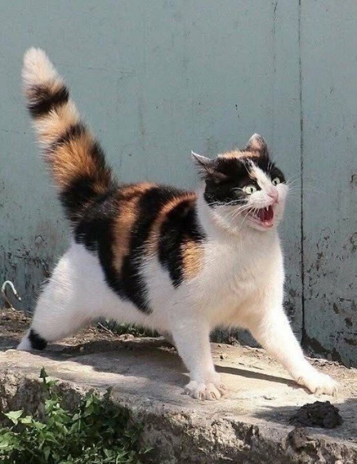 Cat Energy.. 🤣