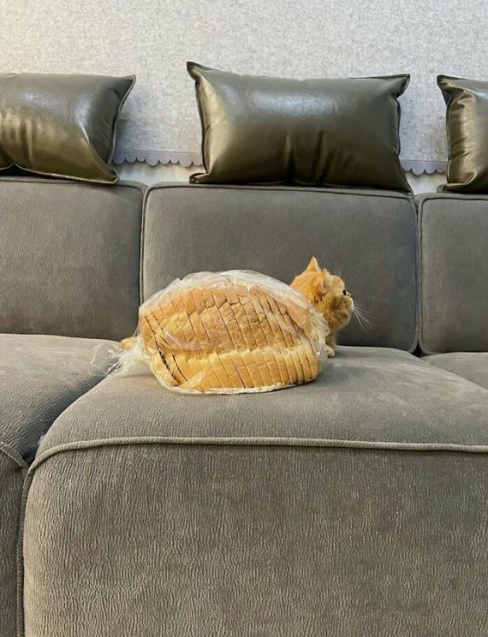 Cat Loaf Confirmed.. 🔥🔥