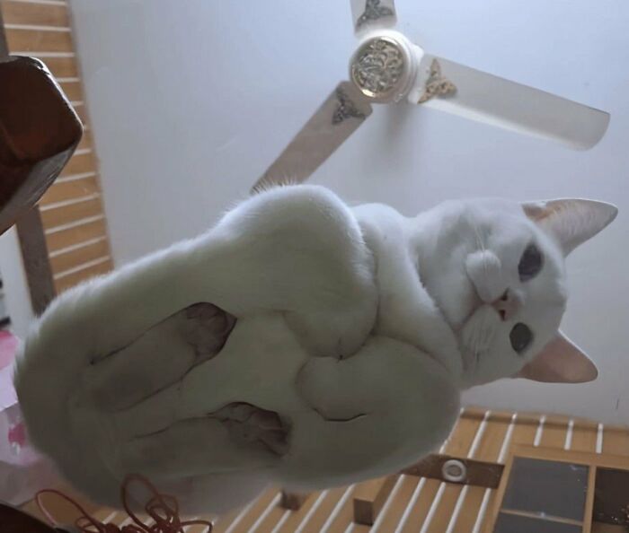 This Is How A Cat's Loaf Posture Looks From Underneath.. 🤣